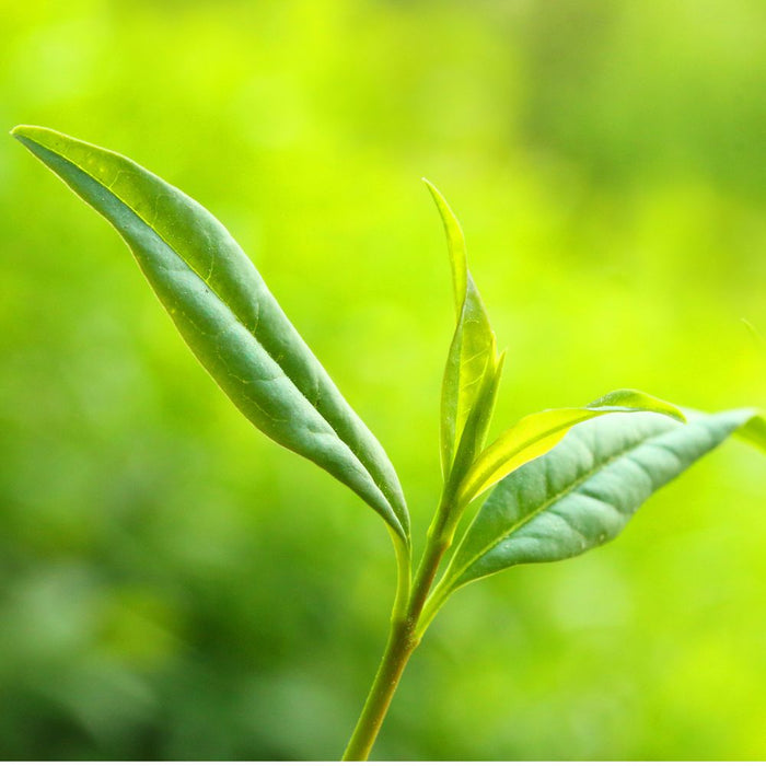 green leaf representing l-theanine