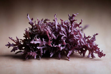Irish sea moss