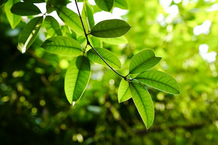 Fresh stevia leaves